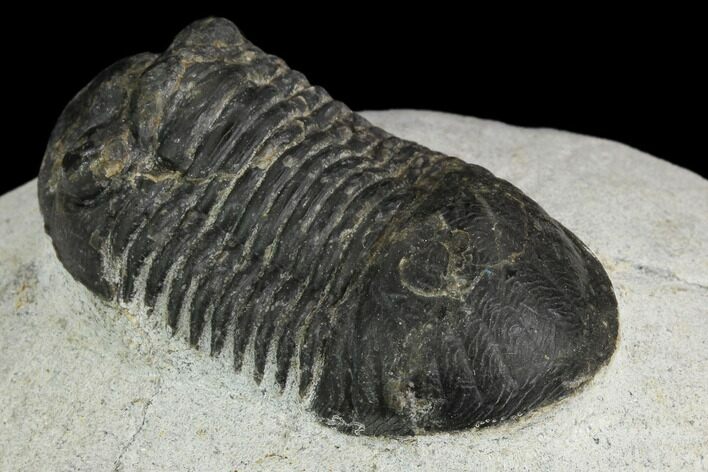 Bargain, Paralejurus Trilobite Fossil - Ofaten, Morocco #119984